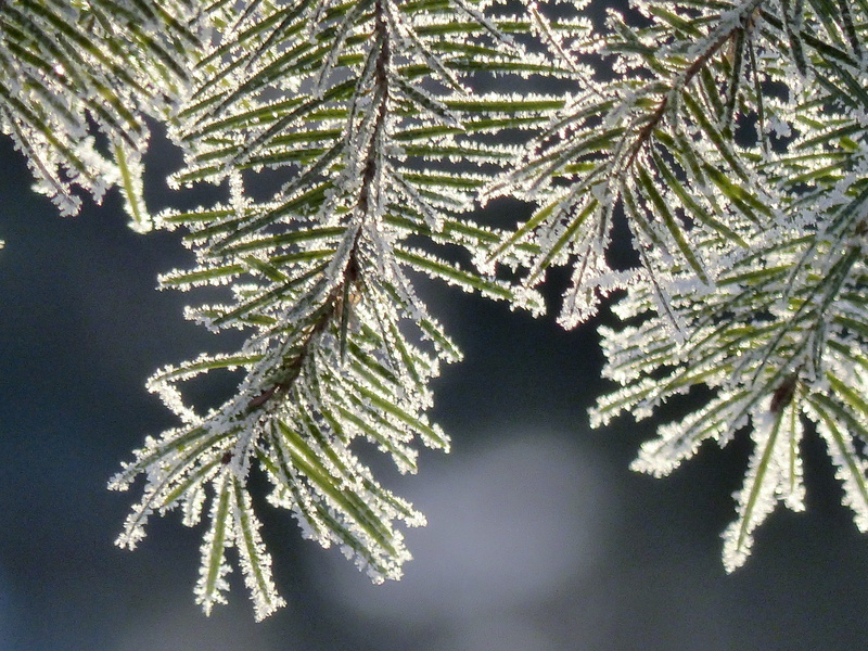 frosted, branch, needle - plant part, rime, no people, leaf, plant, season, christmas tree, outdoors, day, green, coniferous tree, fir, snow, winter, tree
