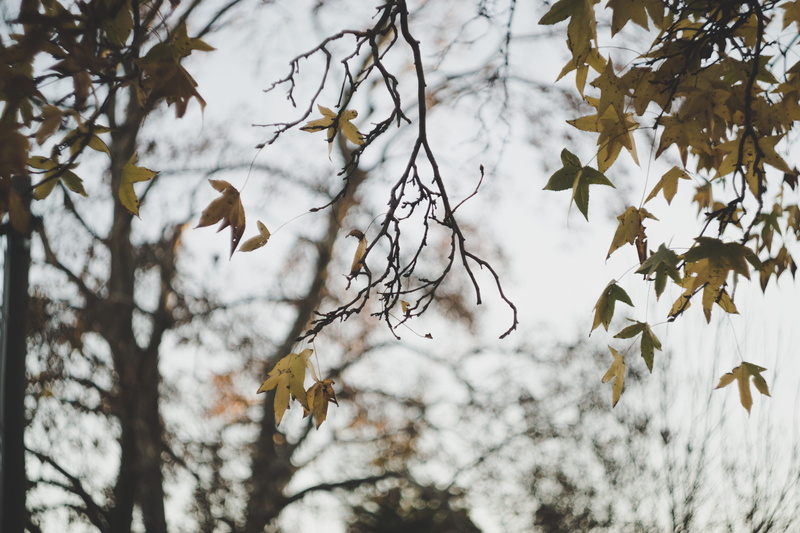 cold - Temperature, white, tree, focus on foreground, autumn, season, animal, green, plant, brown, animals in the wild, green leaves, winter, 5K, frozen
