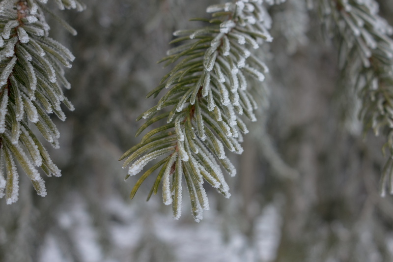 season, growth, tree, winter mood, Ice, beauty in nature, cold - Temperature, plant, Fir, frozen, snow, Hoarfrost, winter magic, fir tips, nature, spruce Tree