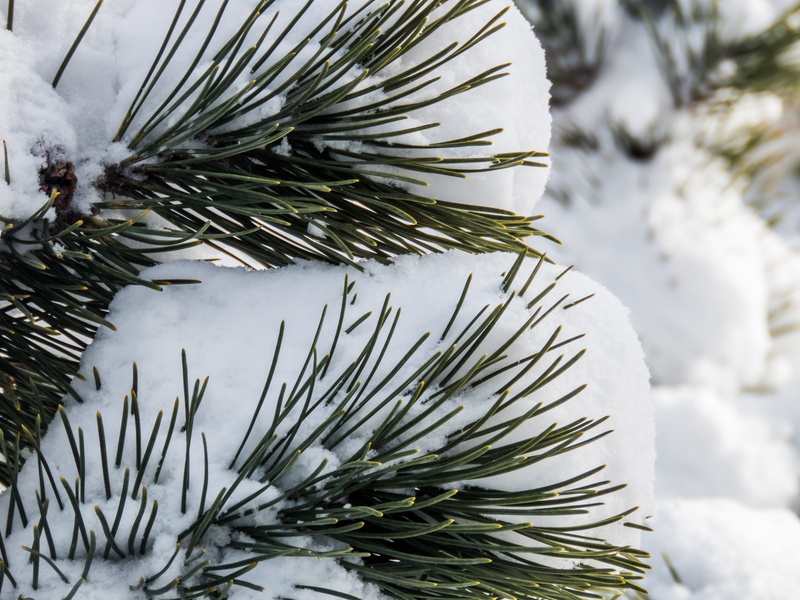 4K, white, growth, Nature, pine, fir Tree, needle - Plant Part, day, close-up, ice, holiday, Snow, focus on foreground, green, decoration, spruce Tree