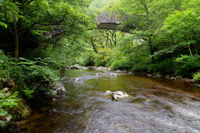 outdoors, day, nature, plant, green color, animal, stream - flowing water, flowing, water, scenics - nature, flowing water, vertebrate, united kingdom