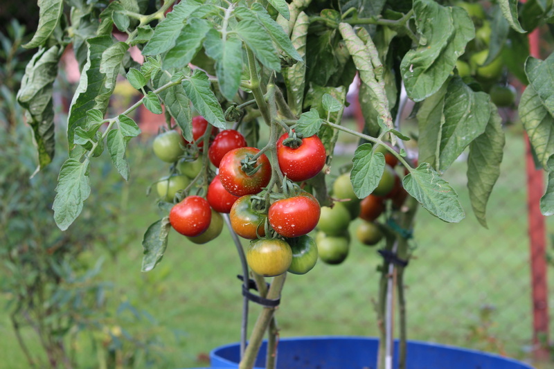 chemicals, green color, red, insecticide, food and drink, tomatoes, freshness, tree, day, berry fruit, garden, healthy eating, outdoors, leaf, ripe, growth