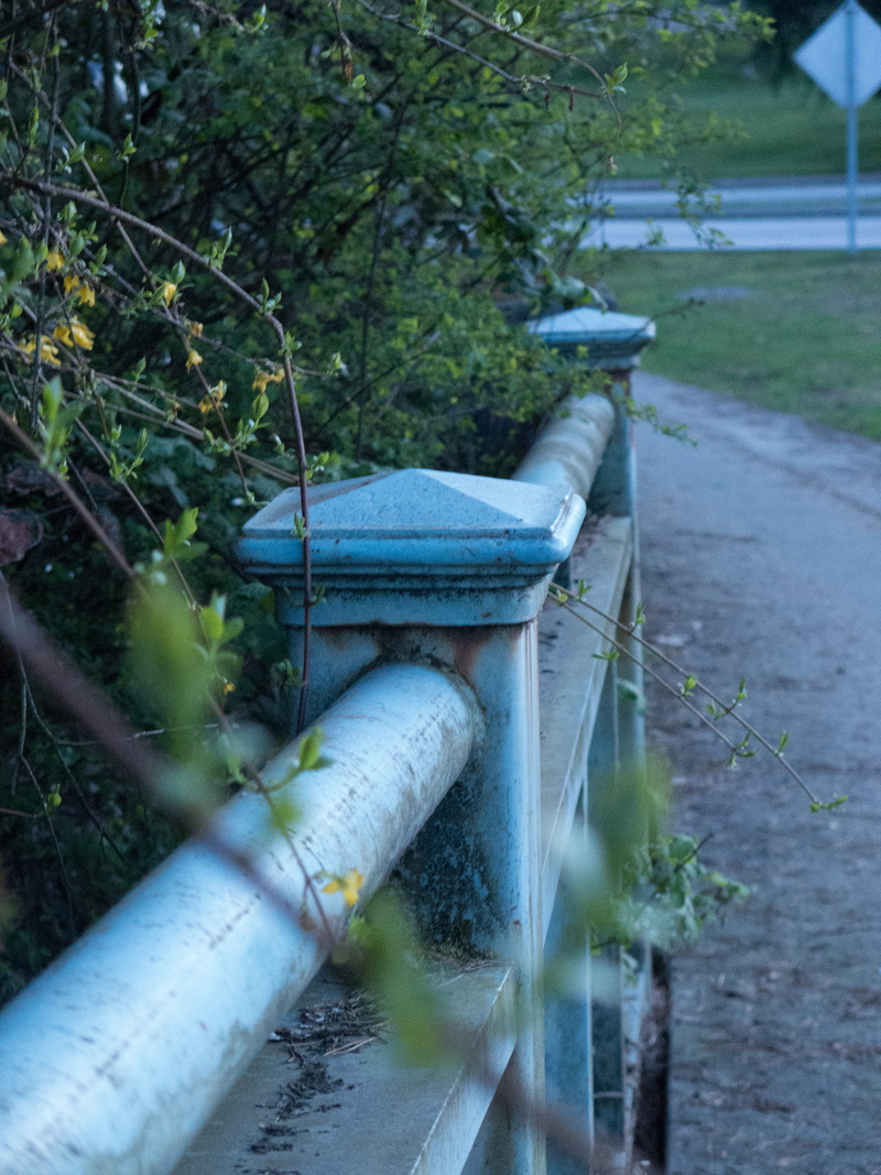 growth, nature, tree, gardening, day, formal garden, pattullo bridge, focus on foreground, gardening equipment, plant, green, water, garden hose, water pump