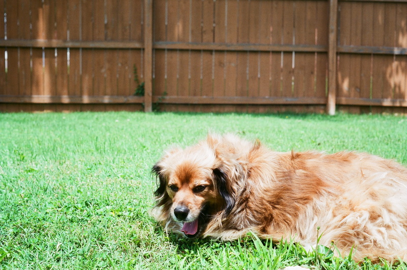 brown, law, purebred dog, portrait, domestic animals, united states, green color, animal themes, outdoors, canine, puppy, nature, relaxation, pets, grass