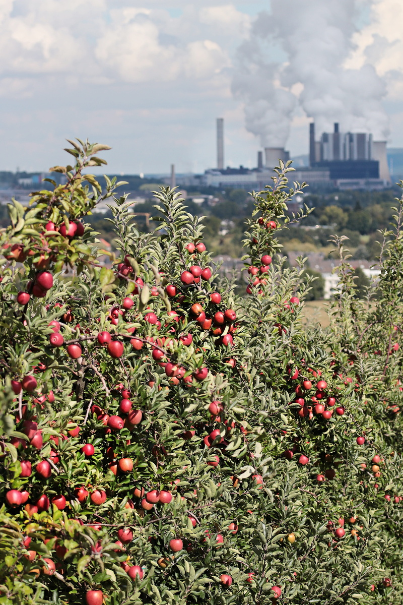 no people, growth, 5K, sky, cluster, fruit trees, flower, fruit, apple orchard, clouds, delicious, contrast, outdoors, built structure, apfelernte, coal fired power plant