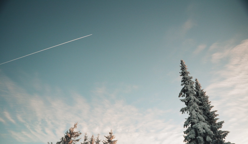 pine tree, view, environment, 2K, winter, snow, vapour trail, coniferous tree, no people, white trail, beauty in nature, cold temperature, tree, plant