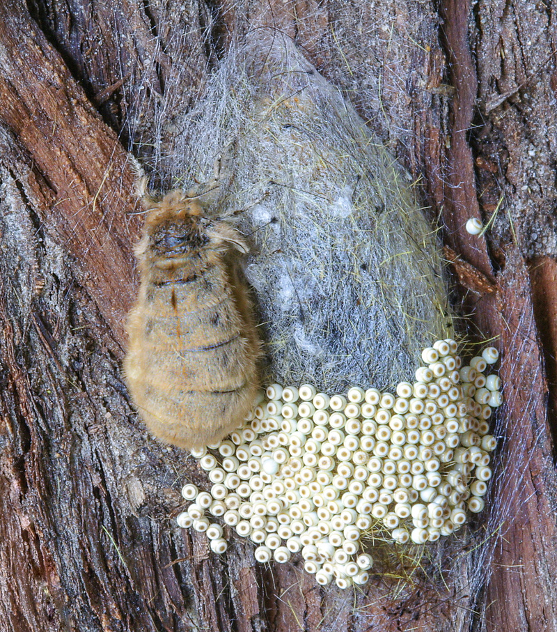silk, bark, trunk, one animal, animal, animal wildlife, close-up, plant, animal themes, outdoors, hairs, tree trunk, moth, ova, textured, laying, animals in the wild