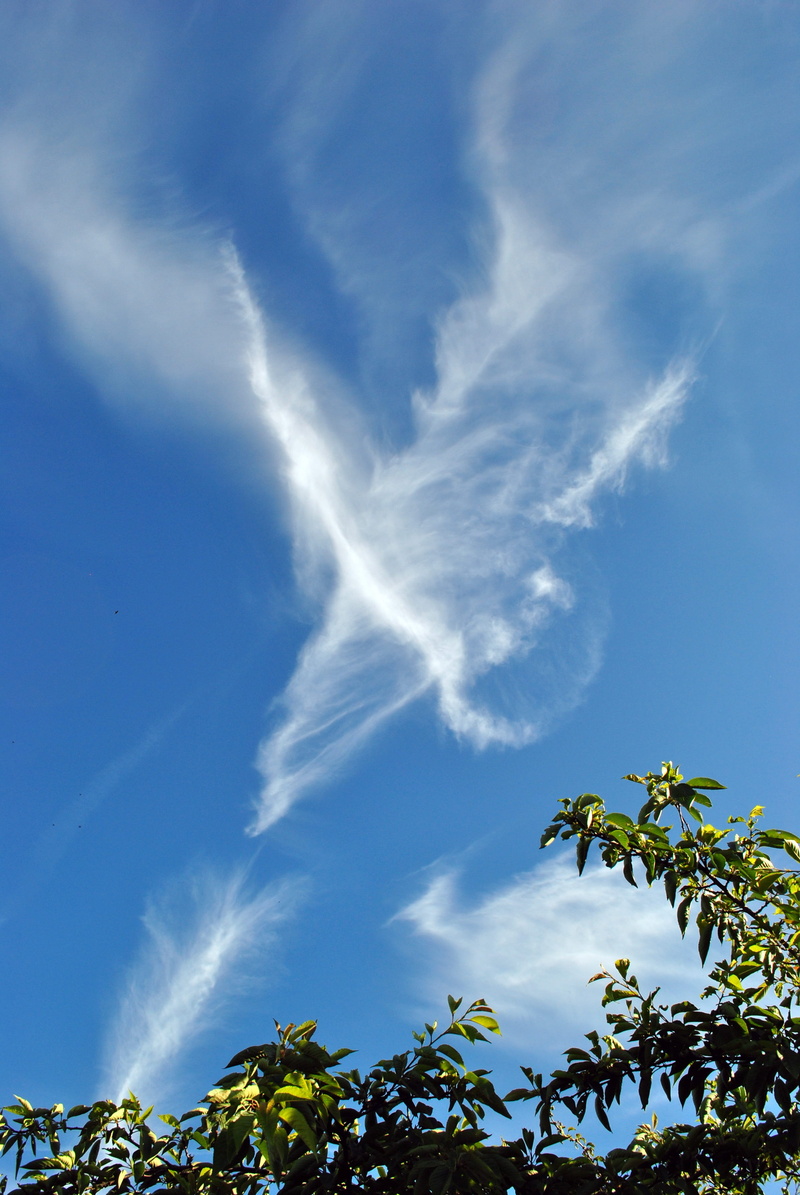 nature, vapor trail, growth, air, scenics - nature, clouds, wispy, sunlight, vapour trails, leaf, no people, tranquility, cloud - sky, environment, tree