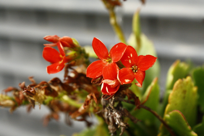 botany, monterrey, close-up, day, focus on foreground, nature, selective focus, red, 4K, growth, flowering plant, small, flower head, plant, beauty in nature