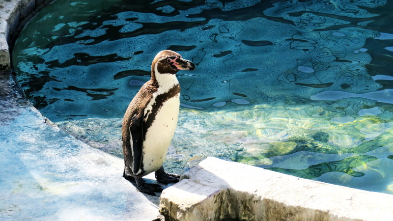 animals in the wild, high angle view, bird, pond, ave, day, water, animal wildlife, outdoors, beauty, peak, sunlight, penguin, lake, fauna, water animal
