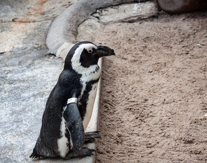 outdoors, zoo, humboldt penguin, vertebrate, no people, one animal, close-up, mammal, animal wildlife, looking away, day, focus on foreground, solid, animals in the wild