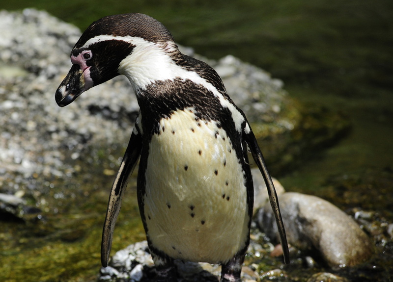no people, sphensus humboldt, focus on foreground, rock - object, humboldt penguin, wet, one animal, wing, fins, side view, animal, solid, full length
