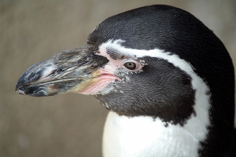 humboldt penguin, bill, animal eye, animal world, animal body part, penguin, animal, animal wildlife, focus on foreground, beak, bird, day, outdoors, vertebrate