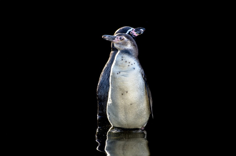 animals in the wild, no people, south, species, white, food, close-up, animal themes, wellbeing, studio shot, cute, raw food, rocks, africa, fish, wildlife