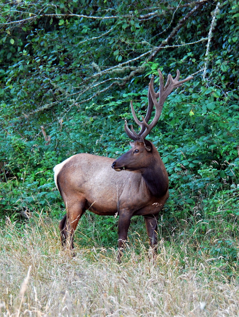 2K, animal, plant, field, vertebrate, united states, day, roosevelt elk, grass, orick, antlers, antler, big animal, huge, elk, animal themes, animal wildlife