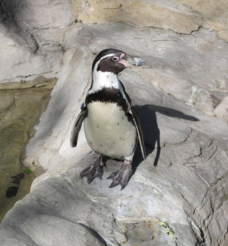 portrait, enclosure, rock formation, perching, penguin, 1080P, animal, bird, animal wildlife, day, close-up, zoo, exotic, rock - object, rock, nature