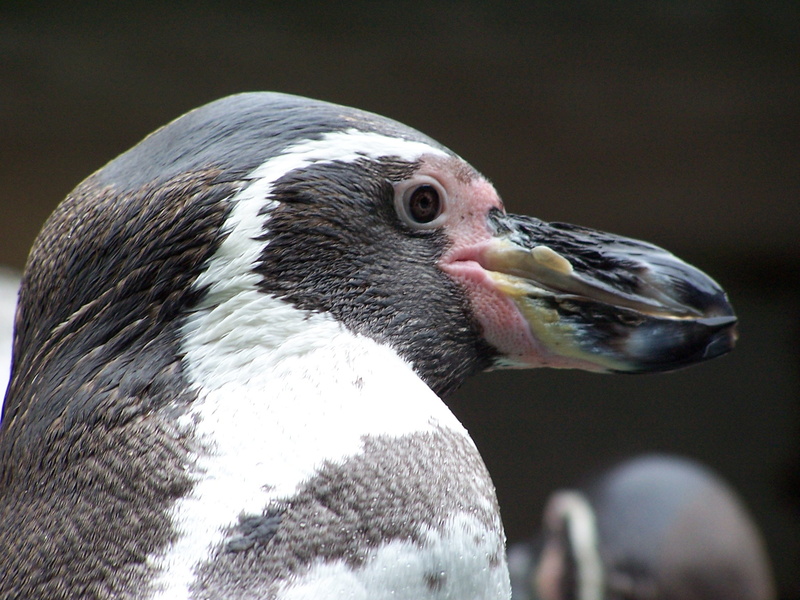 outdoors, bird, vertebrate, one animal, profile view, feather, animal head, wildlife, animals, nature, duck, animal body part, humboldt penguin, animal wildlife