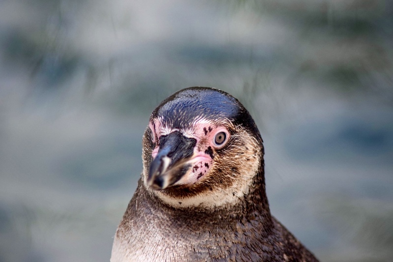 vertebrate, beak, nature, focus on foreground, animal body part, humboldt penguin, day, looking at camera, animal eye, animal wildlife, animals in the wild