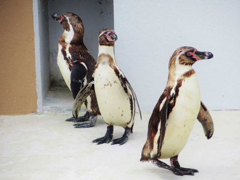 white, zoo, no people, animal themes, three, penguins, snow, land, animals in the wild, humboldt penguin, penguins in captivity, animal family, winter