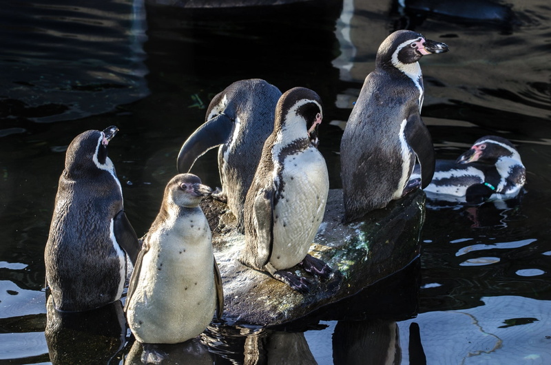 cute, large group of animals, bird, lake, sea, beach, penguins, africa, day, rocks, group, humboldt, south, animal, white, no people, outdoors, 1080P