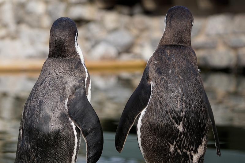 day, outdoors, animal body part, vertebrate, animal world, zoo, animals in the wild, no people, 4K, mammal, humboldt penguin, sababurg castle, bird, zoo sababurg