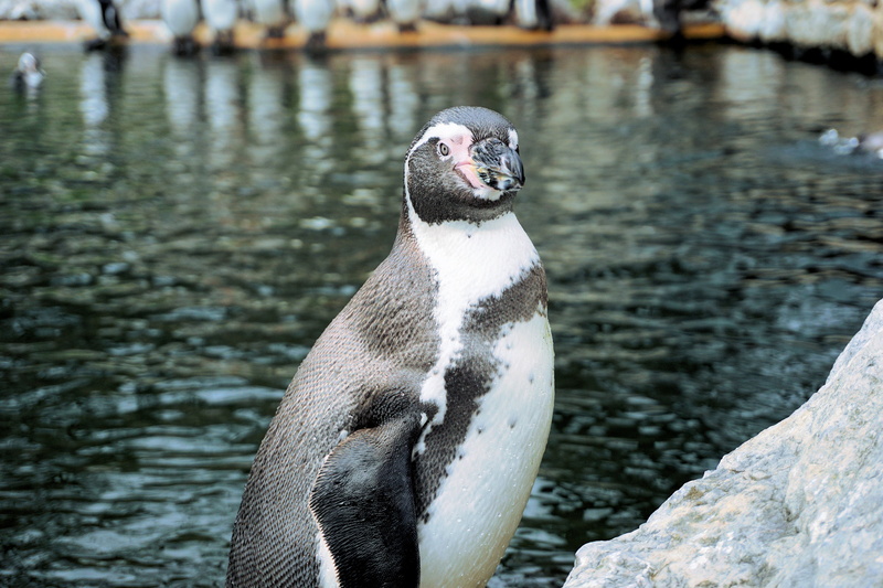 lake, animal wildlife, 4K, animal world, water, penguin, humboldt penguin, zoo, portrait, rock, one animal, sababurg castle, water bird, mouth open, bird