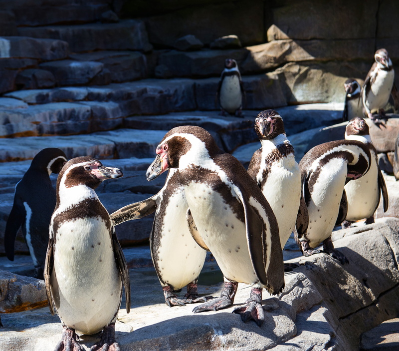bird, animals in the wild, humboldt penguin, animal wildlife, cold temperature, zoo, relaxation, solid, mouth open, 4K, hagenbeck zoo, penguin, shadow