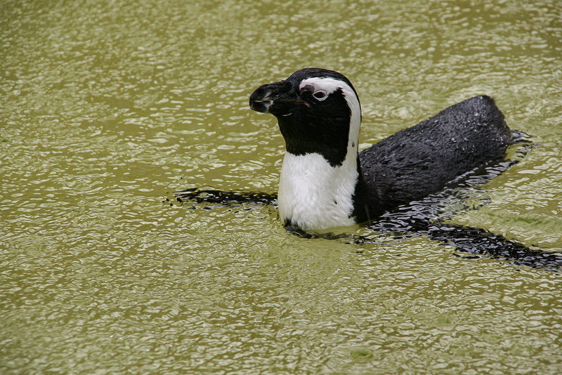 bird, zoo, humboldt penguin, black color, nature, mammal, day, vertebrate, 2K, animal, lake, outdoors, no people, animal wildlife, animals in the wild