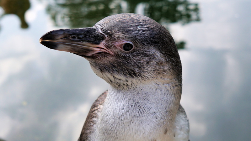 bird, animal world, vertebrate, nature, whisker, one animal, no people, animal themes, animal head, white, photo, penguin, water bird, outdoors, gray, closeup