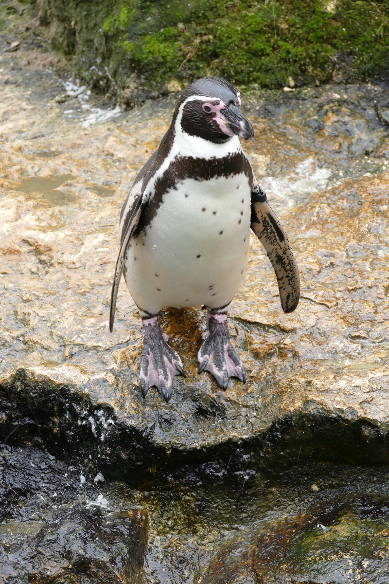 penguin, Humboldt Penguin, high angle view, nature, animal themes, one animal, vertebrate, water, full length, animals in the wild, solid, 5K, Bird, rock - object