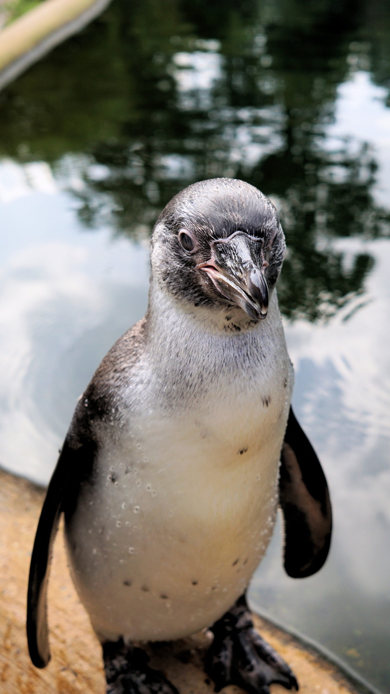 lake, zoo sababurg, underwater, day, vertebrate, sababurg castle, marine, bird, penguin, front view, close-up, humboldt penguin, animal themes, water, one animal
