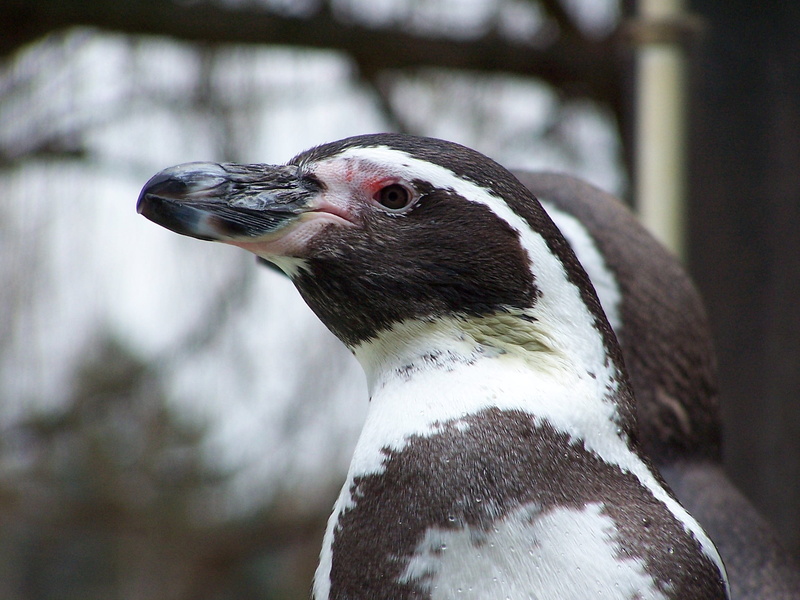 day, focus on foreground, profile view, close-up, animal wildlife, animal body part, penguin, one animal, 1080P, bird, peruvian penguin, white color, vertebrate