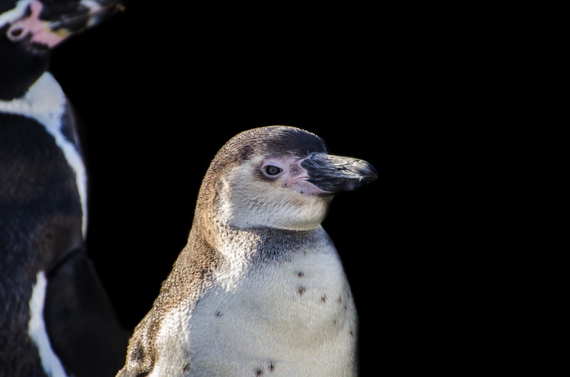Humboldt, cute, Wings, Fun, Bird, animal themes, no people, wildlife, underwater, day, africa, white, species, looking, animals in the wild, close-up, animal