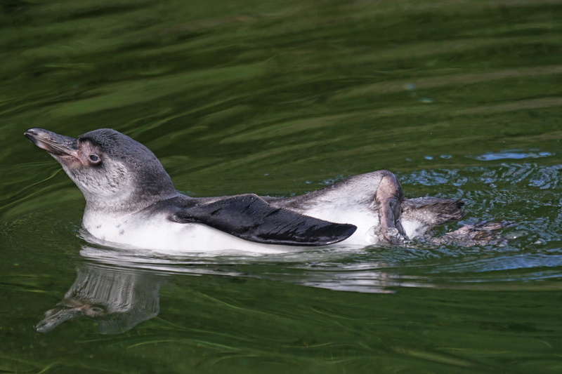 bird, penguin, Humboldt Penguin, wildlife photography, underwater, south america, swim, vertebrate, lake, mammal, nature, rippled, waterfront, marine, animal