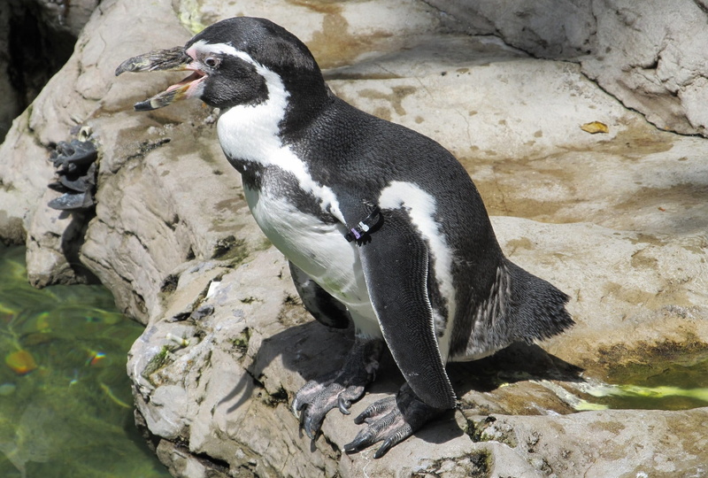 black color, vertebrate, mammal, penguin, high angle view, animal themes, patranca, one animal, peruvian penguin, solid, chilean penguin, rock - object