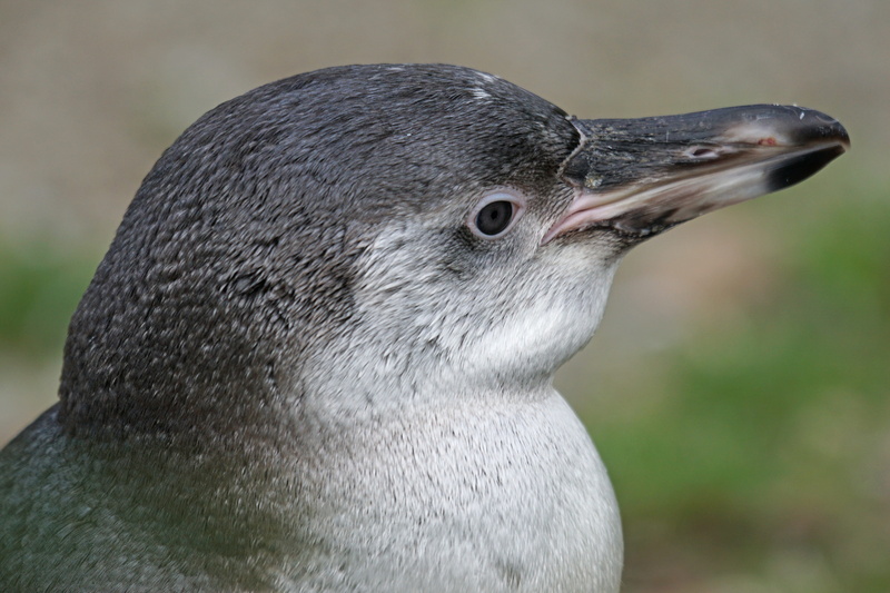 focus on foreground, animal, nature, beak, close-up, penguin, whisker, looking, animal wildlife, water bird, gray, bird, animal eye, glasses penguin, animals in the wild