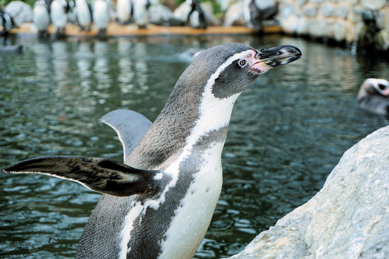 sababurg castle, focus on foreground, animal world, zoo, animal wildlife, water bird, humboldt penguin, animal neck, rock, close-up, day, bill, swim, zoo sababurg