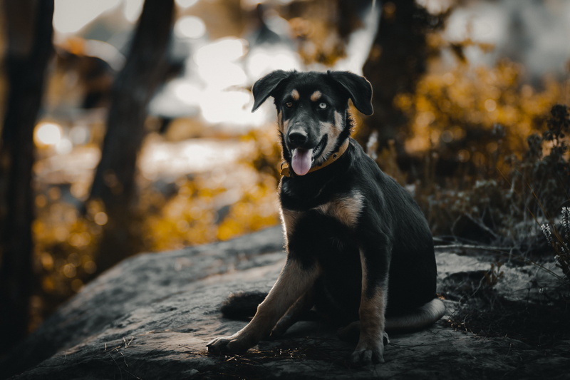 dog, bokeh, outdoors, animal, sunset, 4K, puppy, portrait, rock, colors, domestic animals, one animal, nature, mammal, hound, doge, orange, no people