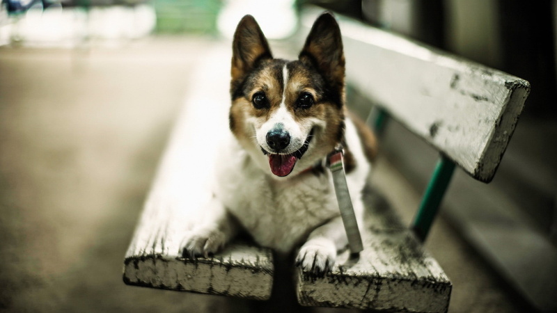 day, brown, coated, sticking out tongue, portrait, sitting, bench, white, domestic, animal body part, animals, one animal, looking, domestic animals, pets