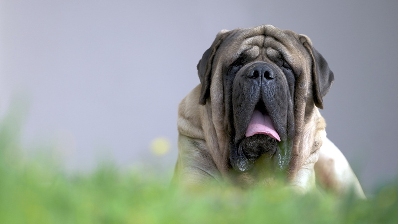 animal, close-up, no people, animal head, weimaraner, vertebrate, sticking out tongue, animal mouth, mouth, animal tongue, canine, panting, mouth open