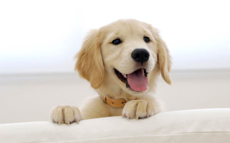 labrador, golden, pets, Dog, focus on foreground, mouth open, portrait, animal, golden retriever, retriever, domestic animals, panting, puppy, 1080P, domestic
