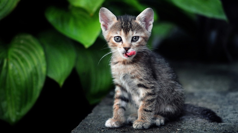 Cat, Out, kitten, tabby, Sticking, gray, Tongue, 1080P