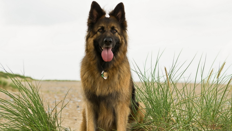 2K, facial expression, mammal, pets, animal head, grass, animal mouth, nature, land, domestic, no people, animal tongue, animal, day, german shepherd