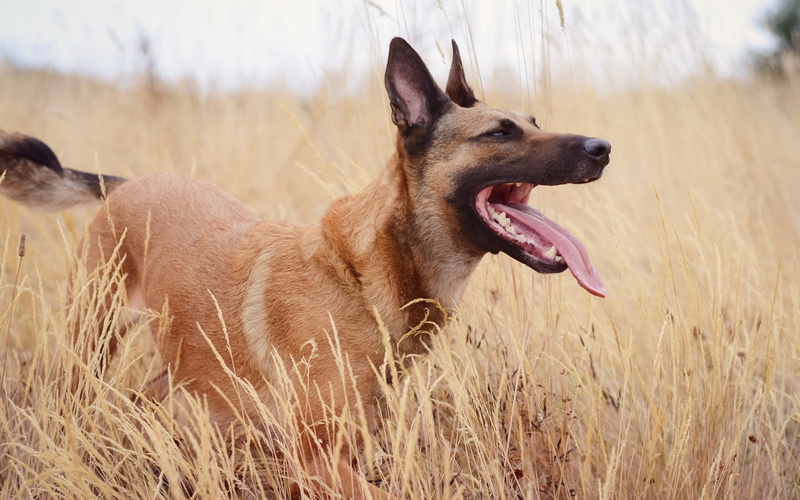 vertebrate, land, look, day, animal, mammal, domestic, one animal, dog, 1080P, looking away, mouth open, plant, nature, animal head, grass, field, malinois