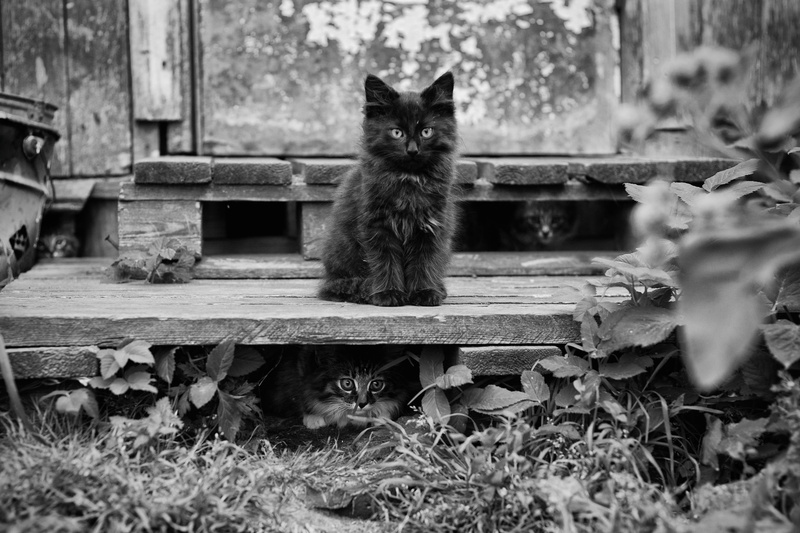 vertebrate, looking at camera, wooden, pets, mammal, animal themes, domestic cat, wood - material, monochrome, domestic, black, gray, 2K, sitting, animals