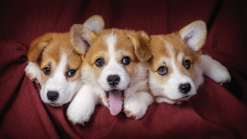 dog, small, animal head, friendship, corgi, backgrounds, animal family, domestic, looking at camera, chihuahua - dog, portrait, indoors, animal themes