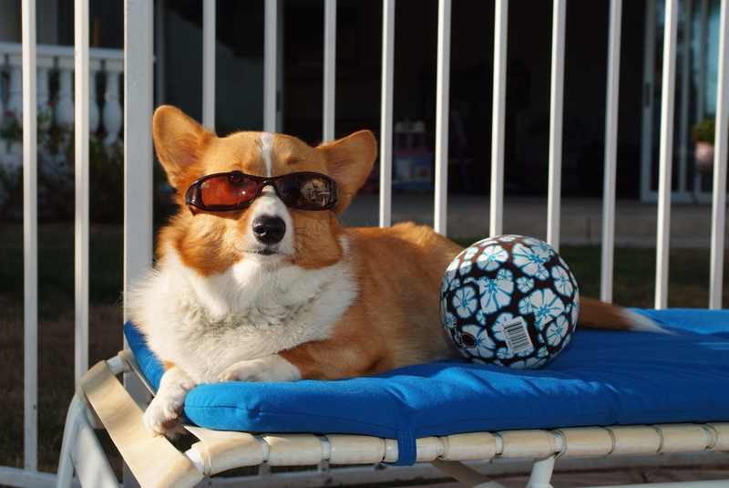 one animal, adult, relaxation, summer, outdoors, puppy, 4K, day, focus on foreground, dog, cute, sunglasses, portrait, ball, vertebrate, domestic, close-up