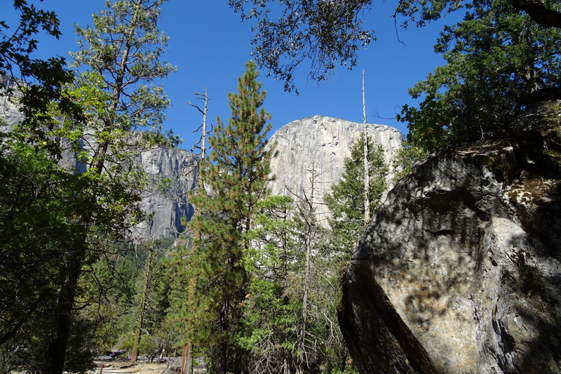 land, landscape, monolith, el capitan, rock, tranquility, mountain, tranquil scene, america, forest, formation, granite, rock formation, coniferous tree