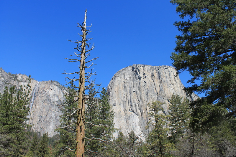 clear sky, scenics - nature, day, solid, granite, tunnel, plant, el capitan, scenic, destination, pine, national, formation, el, half, yosemite, blue, tree