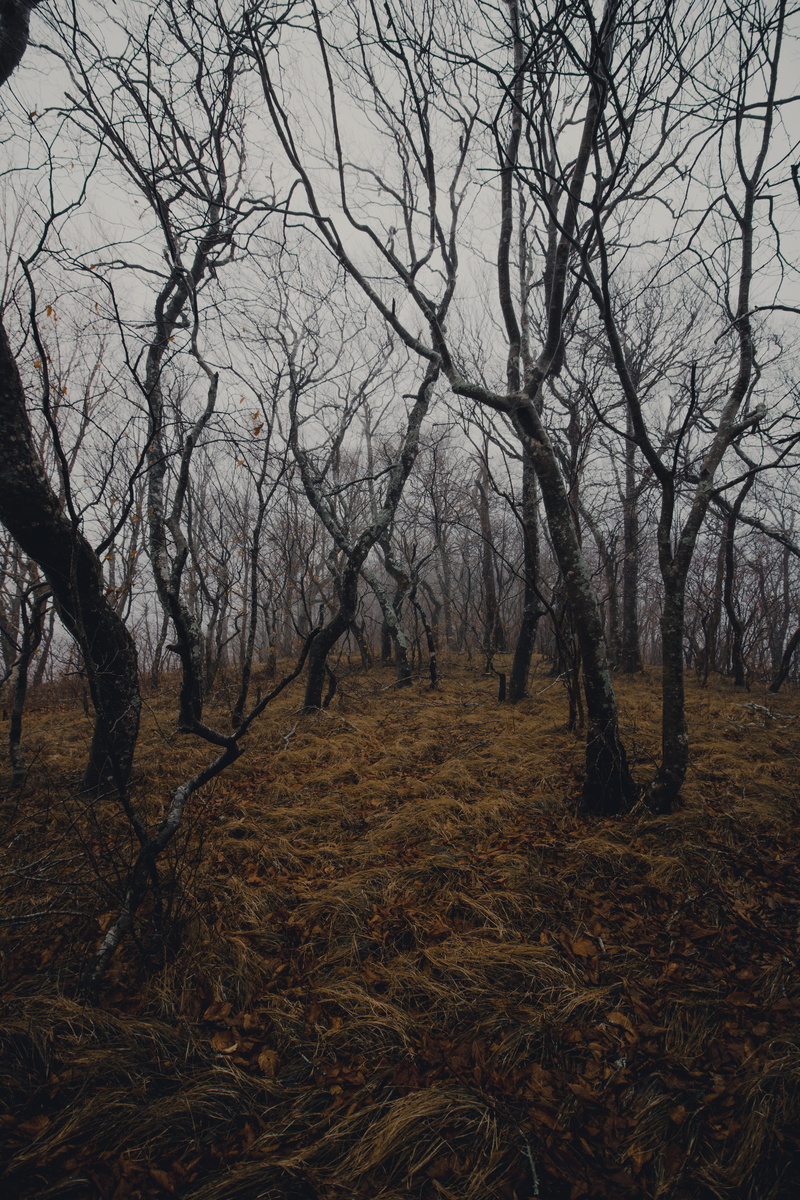  no people, foggy, landscape, day, rain, trees, environment, beauty in nature, field, sky, outdoors, plant, misty, dead, branch, bare tree, non-urban scene